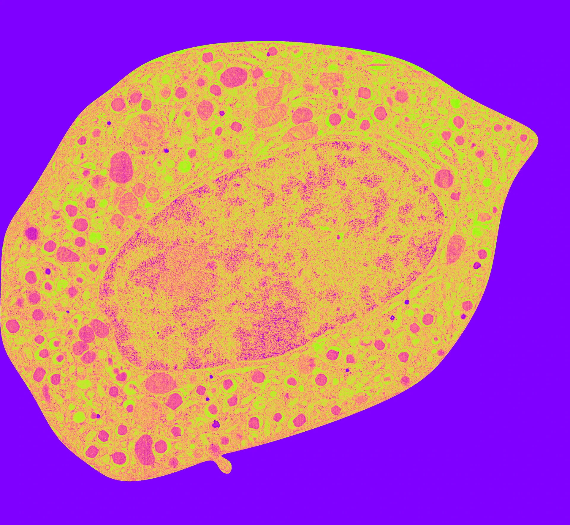 Betazelle_WarholStyle_IPI