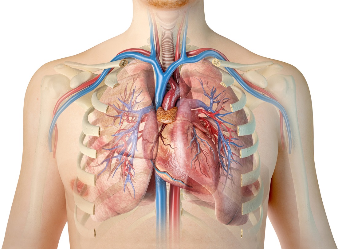 Human heart with vessels, lungs, bronchial tree and cut rib cage.