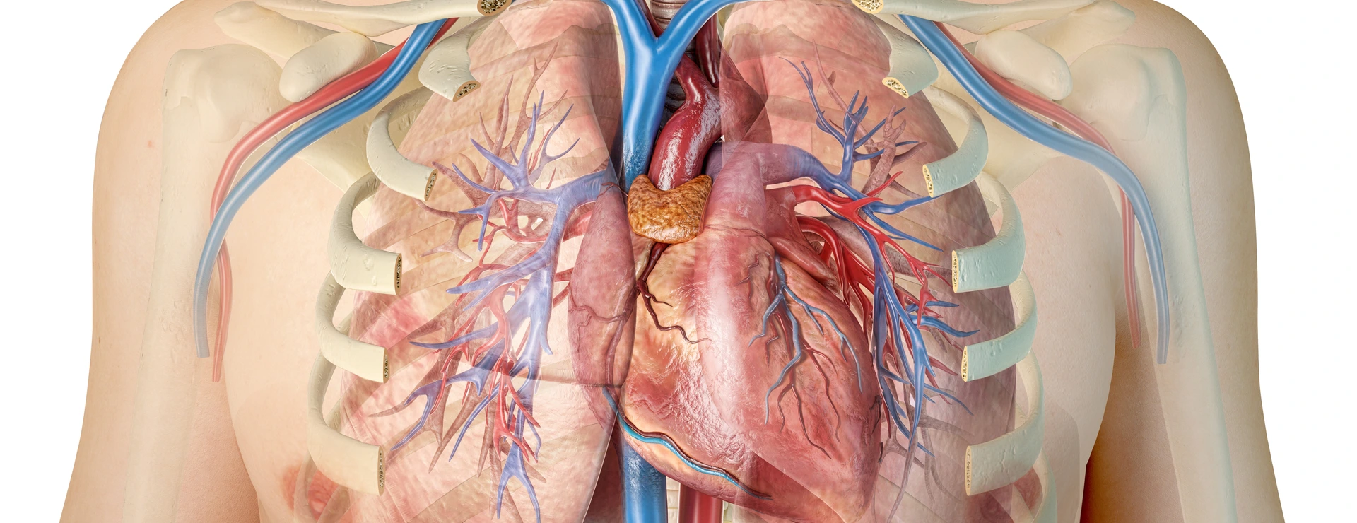 Human heart with vessels, lungs, bronchial tree and cut rib cage.