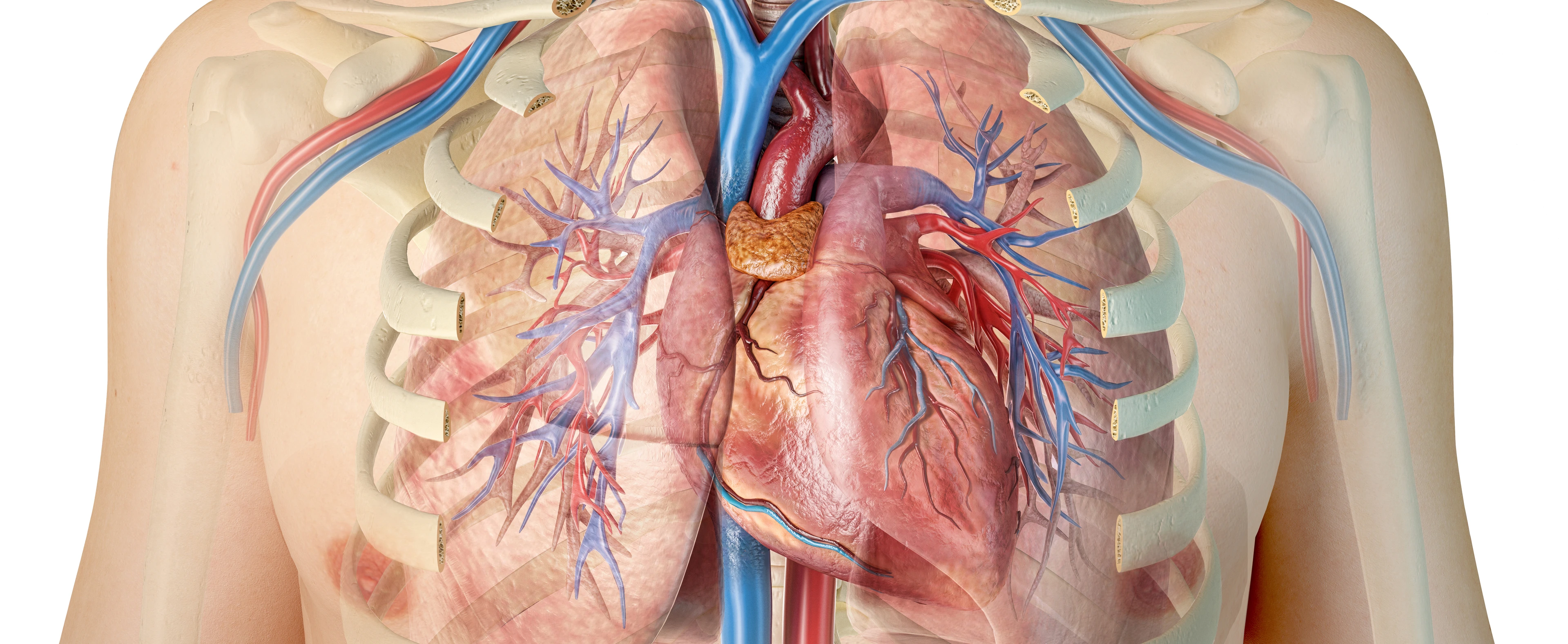 Human heart with vessels, lungs, bronchial tree and cut rib cage.