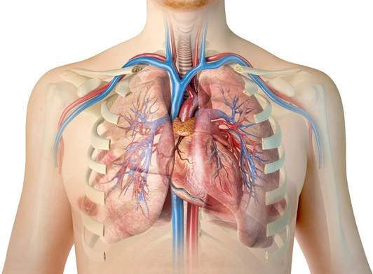 Human heart with vessels, lungs, bronchial tree and cut rib cage.