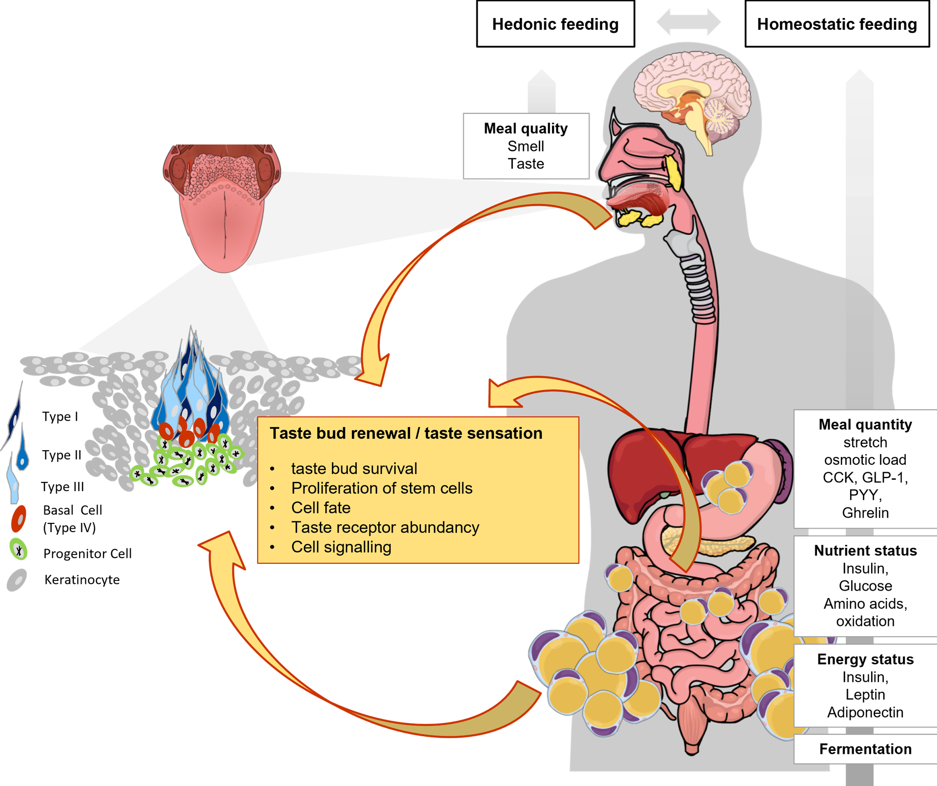 graphical abstract_OTB Studie_Kerstin Rohde-Zimmermann