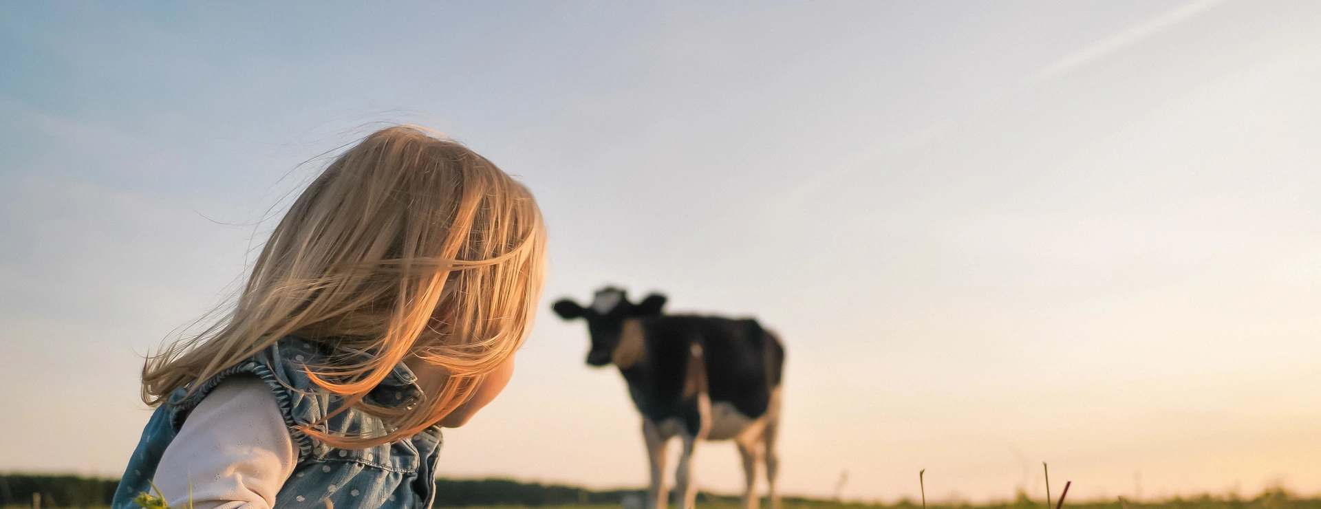 A little girl looks at a young cow in a field on a warm summer evening.