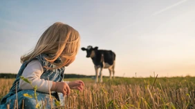 A little girl looks at a young cow in a field on a warm summer evening.
