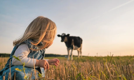 A little girl looks at a young cow in a field on a warm summer evening.