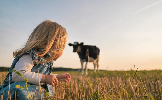 A little girl looks at a young cow in a field on a warm summer evening.