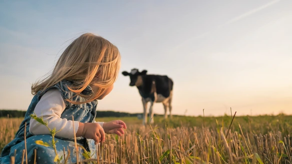 A little girl looks at a young cow in a field on a warm summer evening.