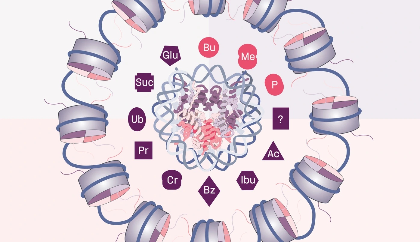 Schneider_Novel_Histone_Modifications