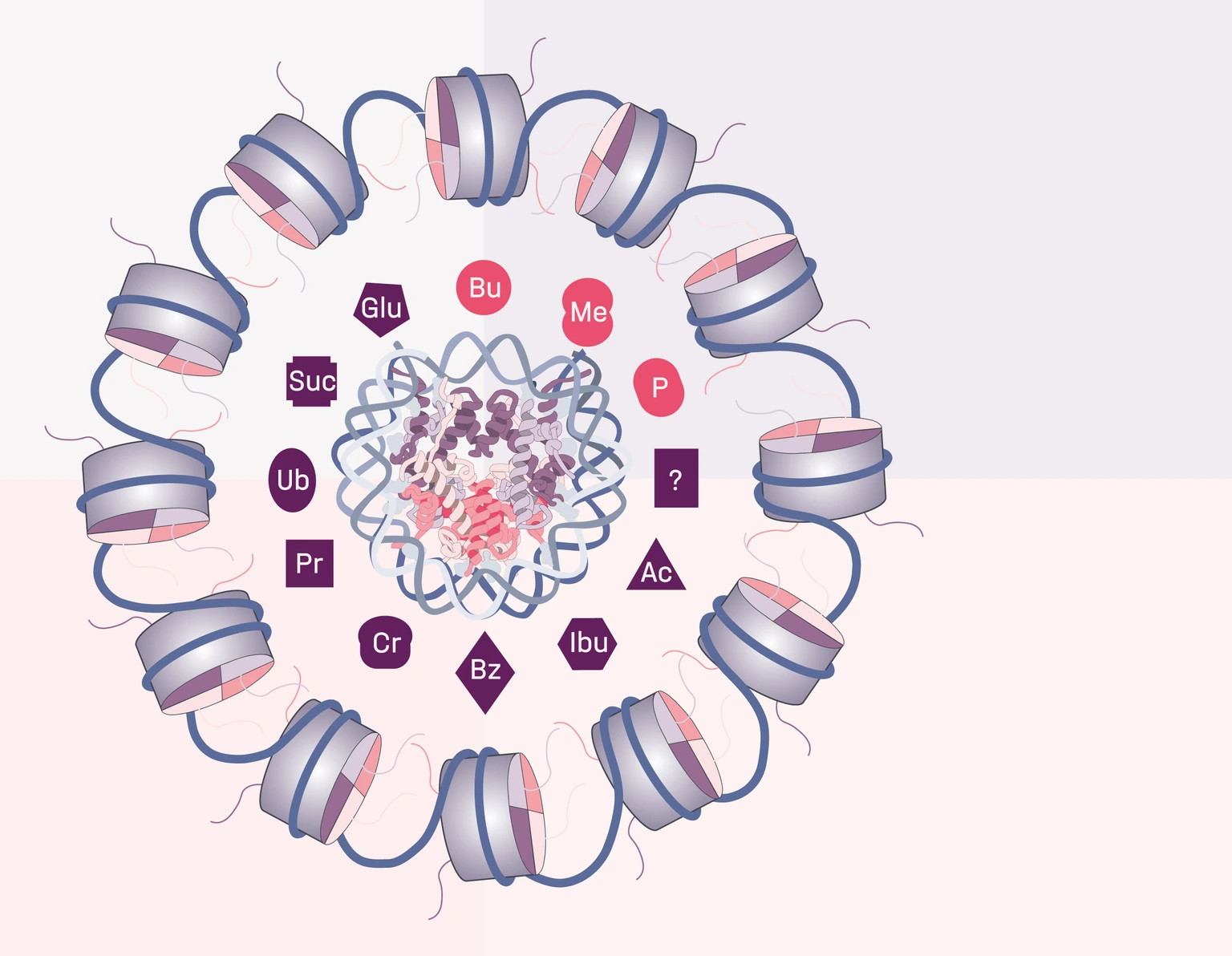 Schneider_Novel_Histone_Modifications