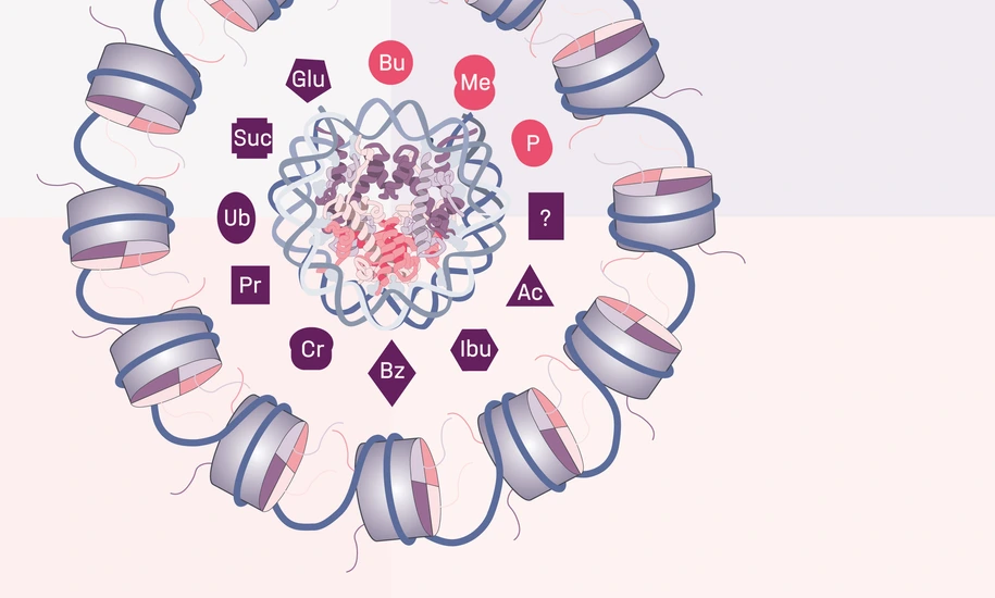 Schneider_Novel_Histone_Modifications