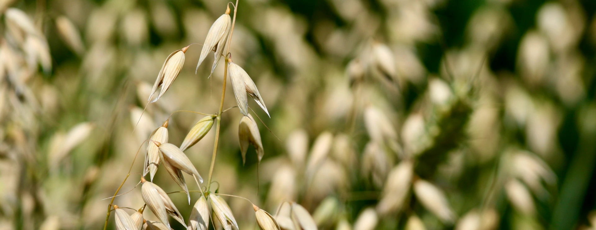 The oat genome unlocks the unique health benefits of oats
