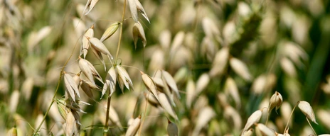 The oat genome unlocks the unique health benefits of oats