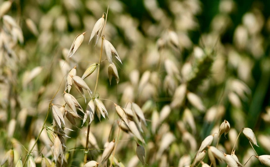 The oat genome unlocks the unique health benefits of oats