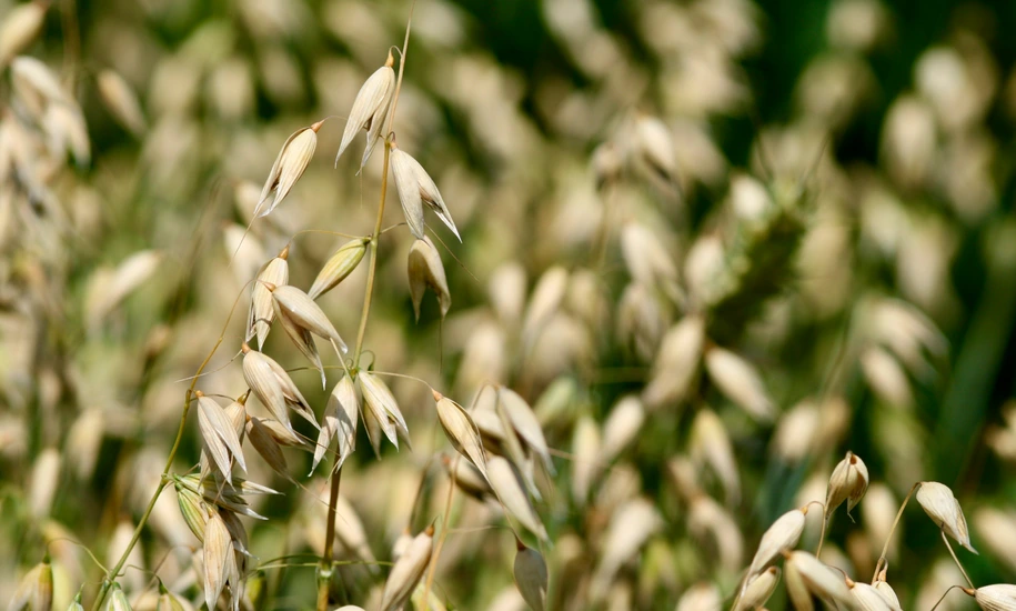 The oat genome unlocks the unique health benefits of oats
