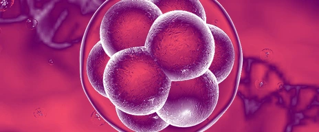 Human embryo on the stage of 16 cells on background with DNA
