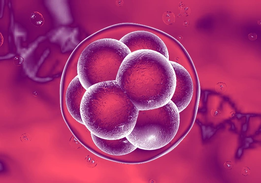 Human embryo on the stage of 16 cells on background with DNA