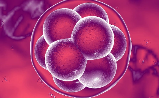 Human embryo on the stage of 16 cells on background with DNA