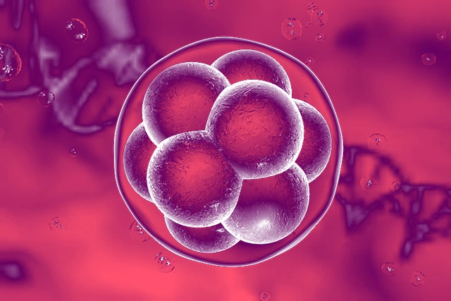 Human embryo on the stage of 16 cells on background with DNA
