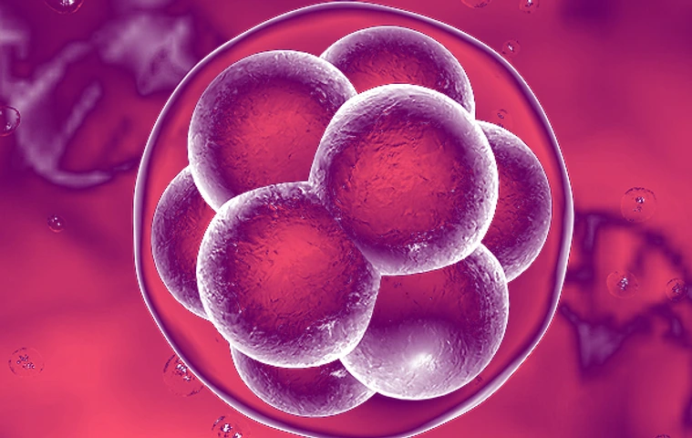 Menschlicher Embryo im 16-Zellen-Stadium, im Hintergrund DNA