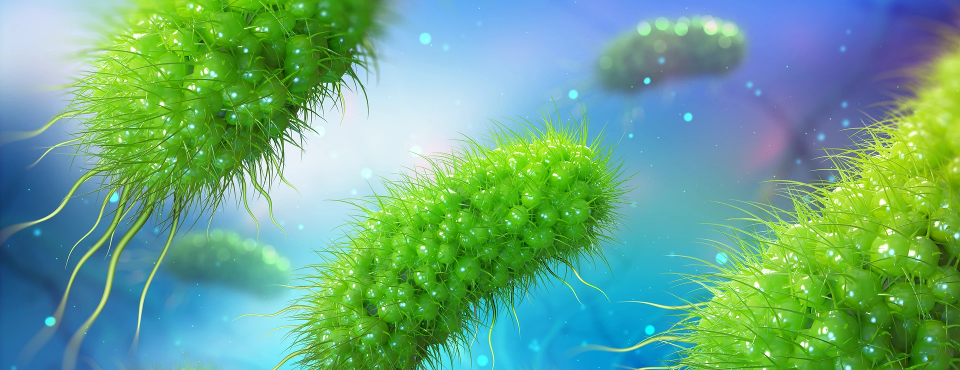 Escherichia coli