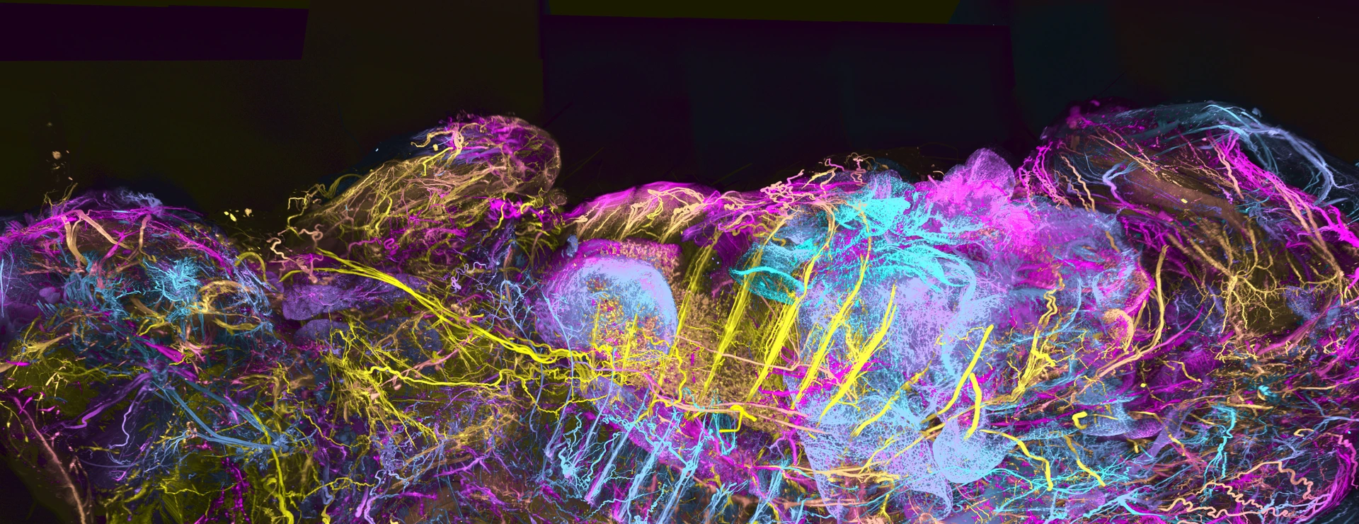 Whole-body map of the mouse nervous system
