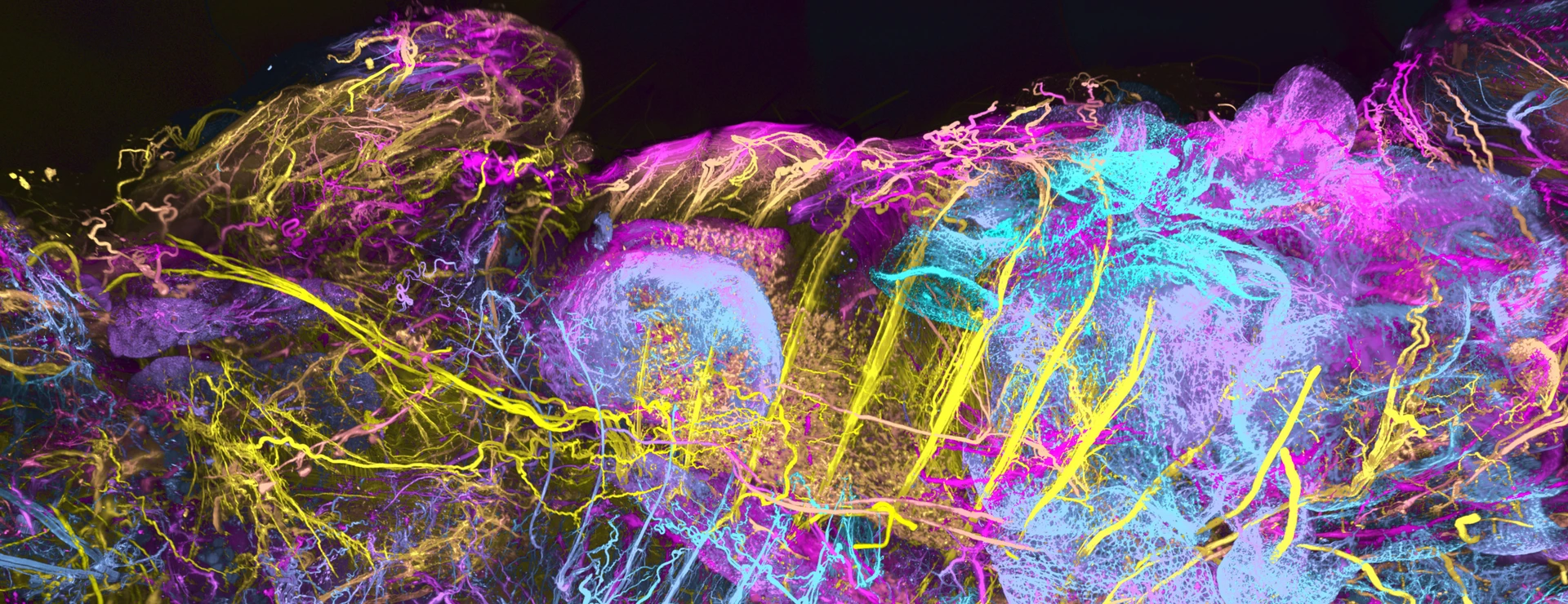 Whole-body map of the mouse nervous system