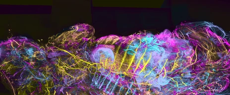 Whole-body map of the mouse nervous system