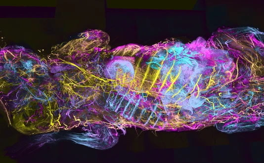 Whole-body map of the mouse nervous system