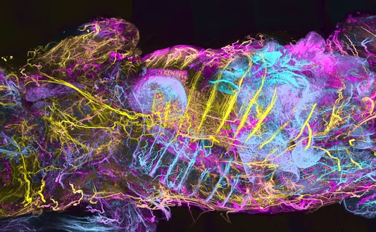 Whole-body map of the mouse nervous system