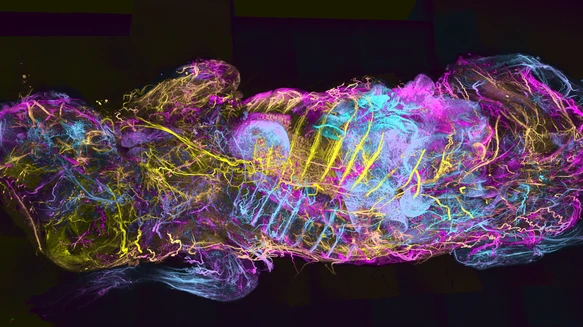 Whole-body map of the mouse nervous system