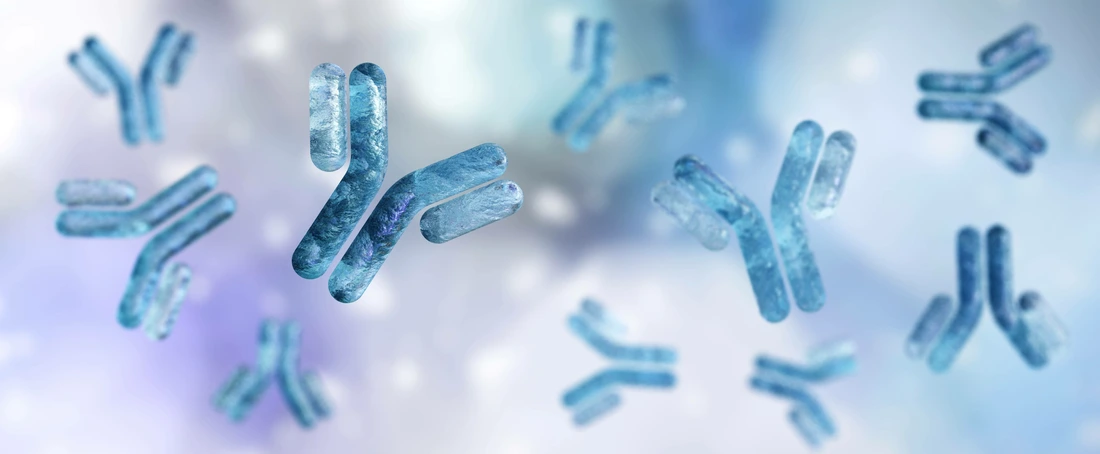 antibody, immunoglobulin, Y-shaped protein produced mainly by plasma cells