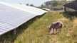Nos références agrivoltaïques ovins en France