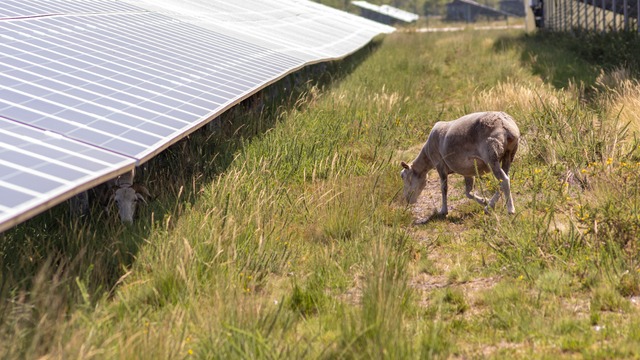 Framboises, moutons et panneaux solaires à Trémont-sur-Saulx et l’Isle-en-Rigault (55)
