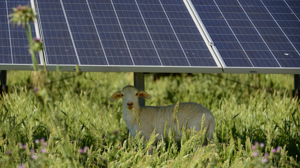 Pâturage ovin sous panneaux solaires