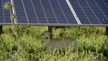 Pâturage ovin sous panneaux solaires