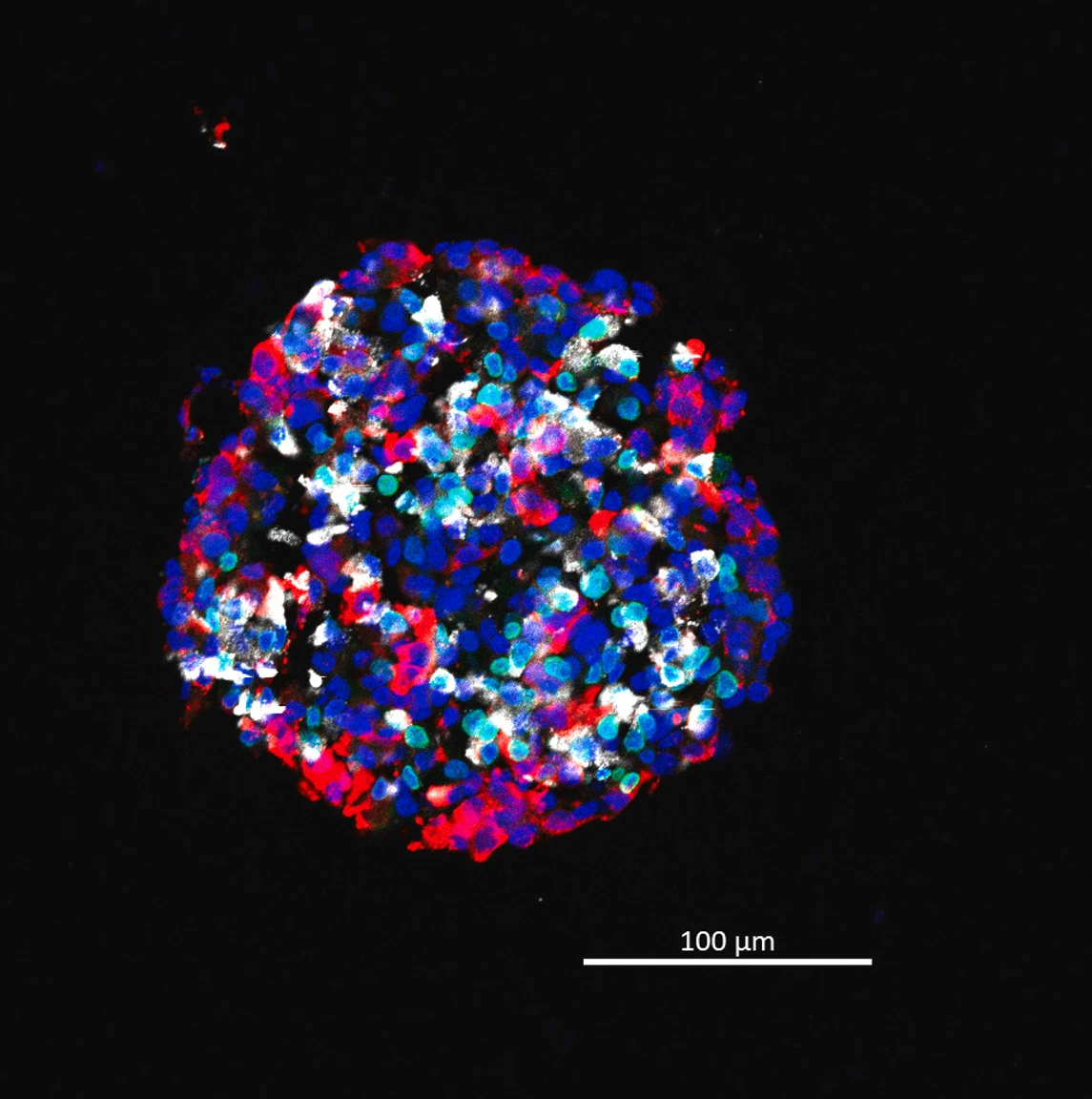 DAPI 405 GFP 488 RFP 555 GCG 633_3