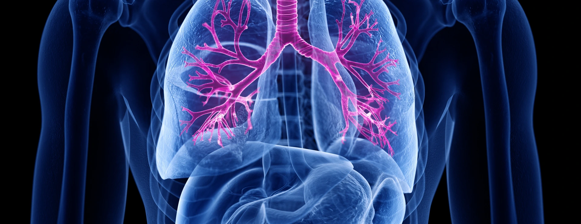 3d rendered medically accurate illustration of the bronchi