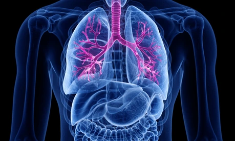 3d rendered medically accurate illustration of the bronchi