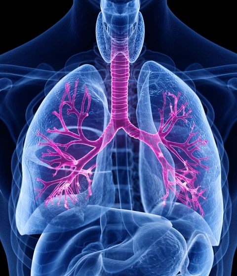 3d rendered medically accurate illustration of the bronchi