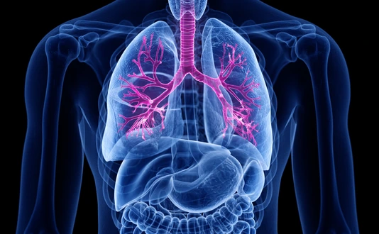 3d rendered medically accurate illustration of the bronchi