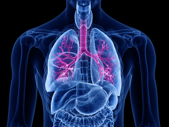 3d rendered medically accurate illustration of the bronchi