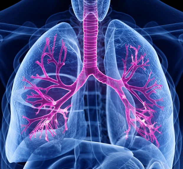 3d rendered medically accurate illustration of the bronchi