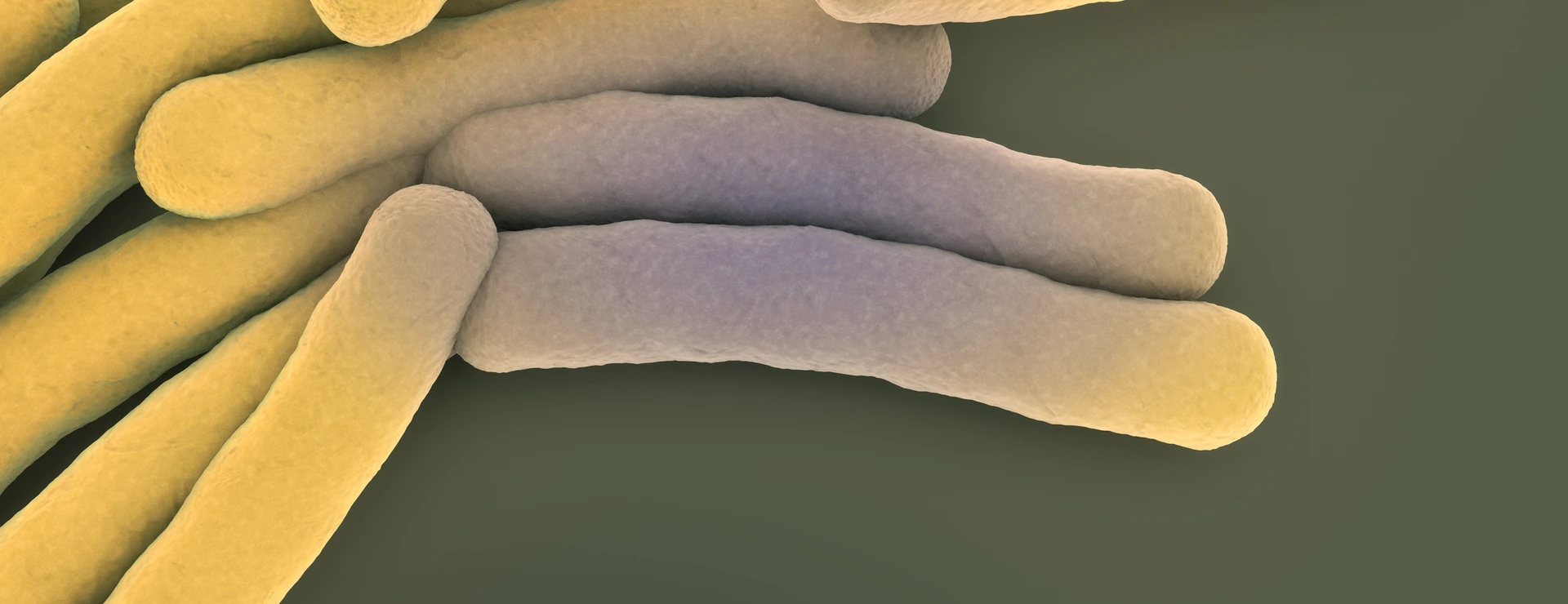 Accumulation of tuberculosis bacteria - 3d illustration