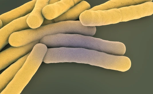 Accumulation of tuberculosis bacteria - 3d illustration