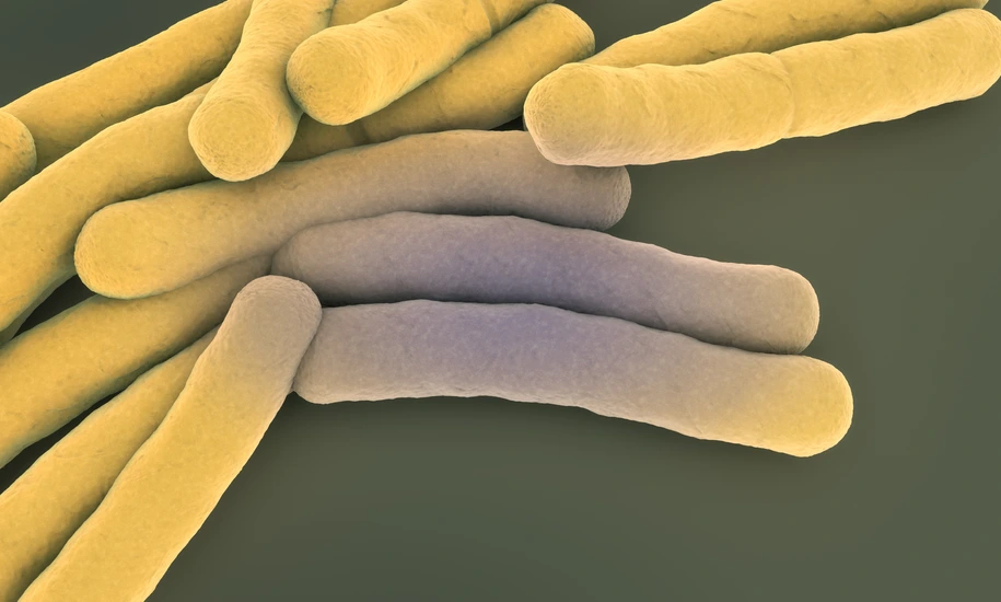 Accumulation of tuberculosis bacteria - 3d illustration
