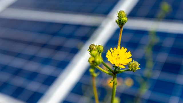 Flower in front of solar panels
