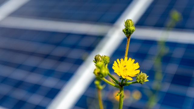 flower with solar panels in the background