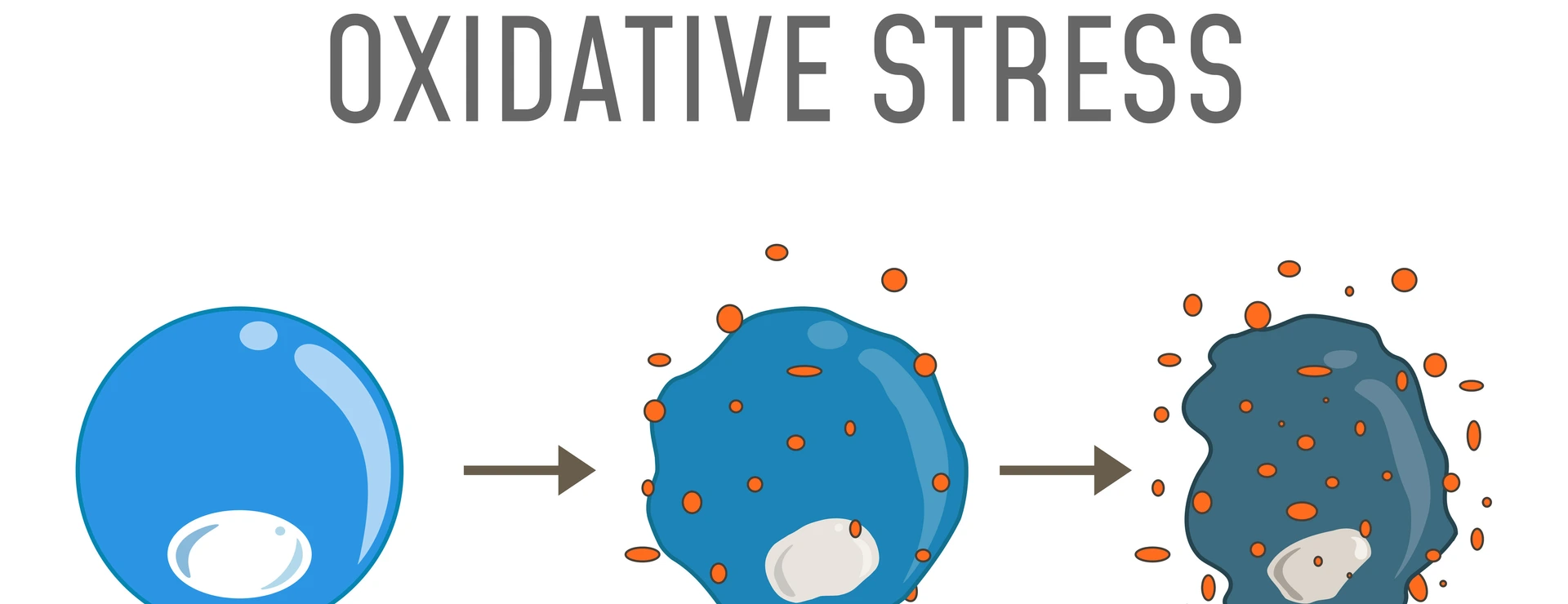 Oxidative Stress Diagram