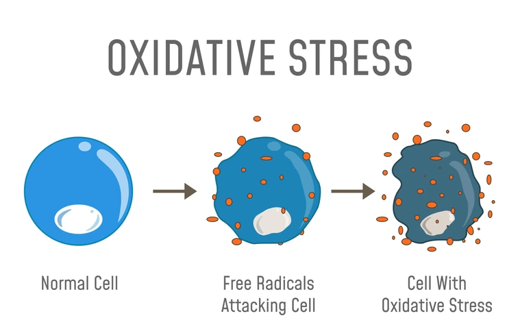 Oxidative Stress Diagram
