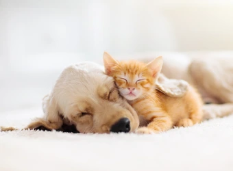 Tierhaarallergie - Hund und Katze